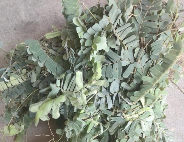 在深山,有1种珍贵的植物,人称"鸡骨草",全年可采收