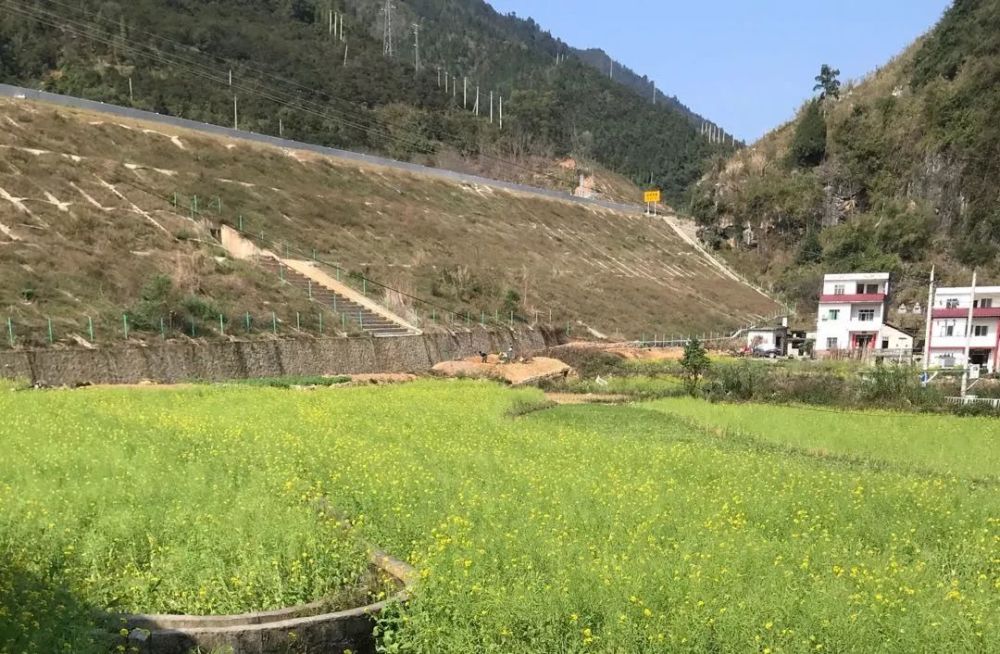 拍摄地点:官仓村油菜地