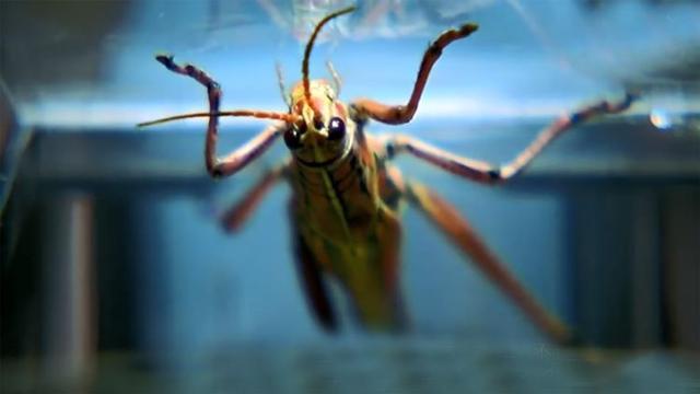 电影《蝗虫毁灭日》分析蝗虫能不能飞到中国