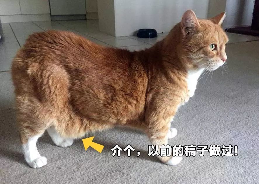 这叫原始袋!