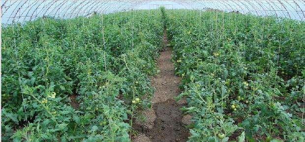如何种植无公害高产番茄!