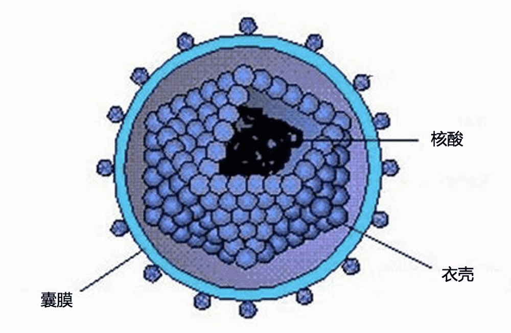 还有一部分病毒,在衣壳外有一层囊膜(也叫做包膜).