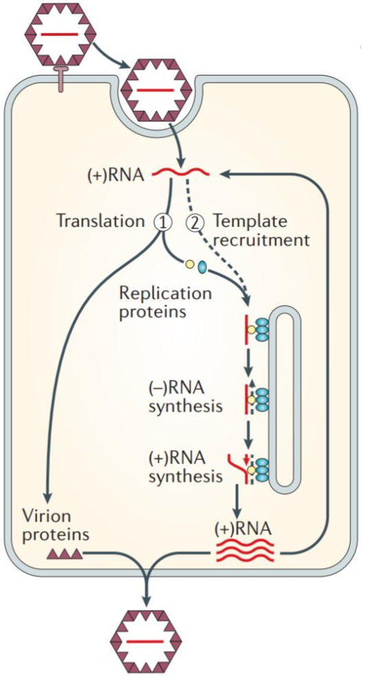 单正链rna病毒在细胞中的复制过程(来源:nature)