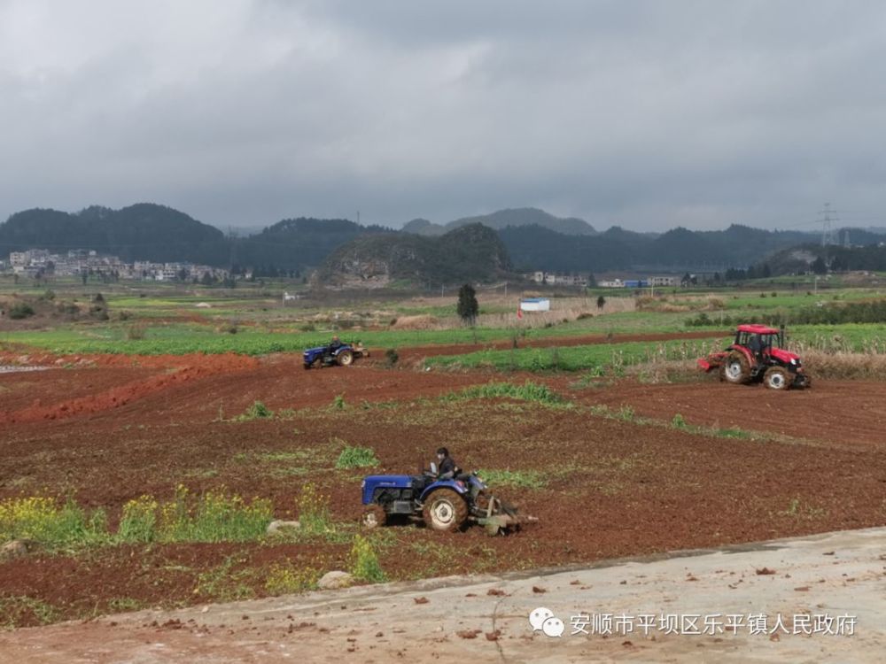 元宵节后,乐平镇结合2019年平坝区委,区政府及农业农村局产业结构调整