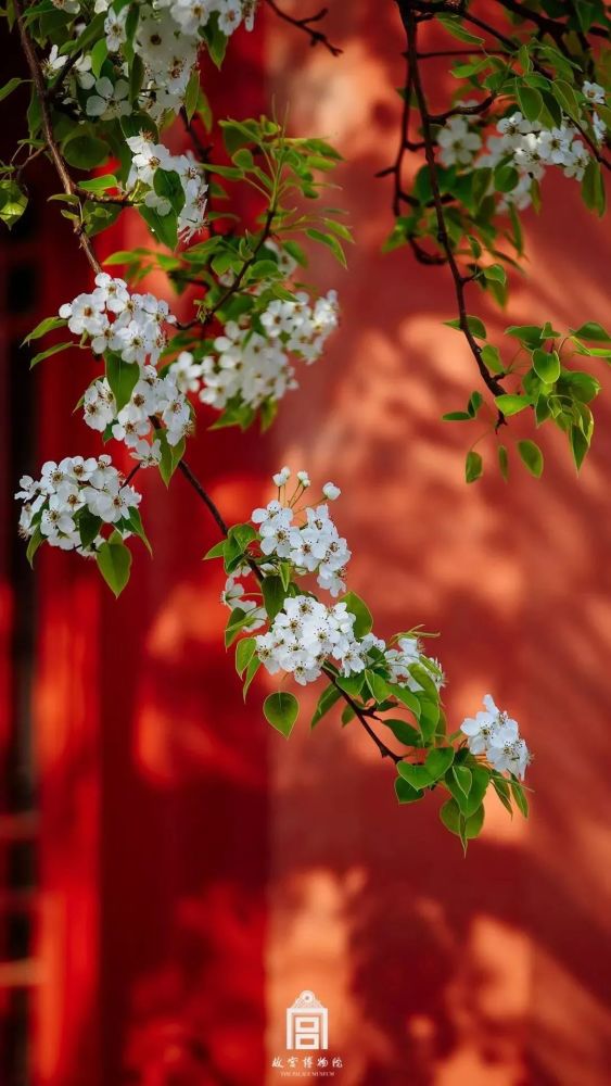 故宫博物院 当海棠花瓣洒满庭院