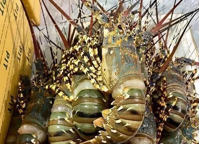 越南大龙虾因无法出口中国,面临滞销问题,每公斤仅售价150元