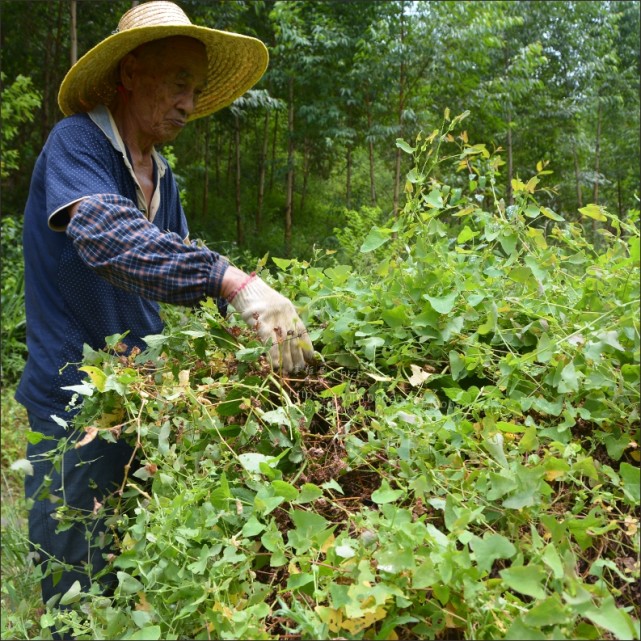 杠板归的药效与作用