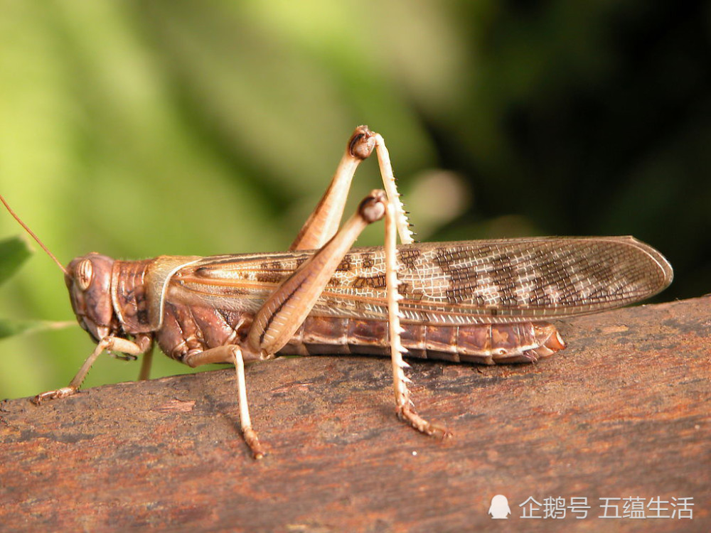 四千亿蝗虫肆虐东非,70年一遇蝗灾有多可怕?我国能否轻松应对?
