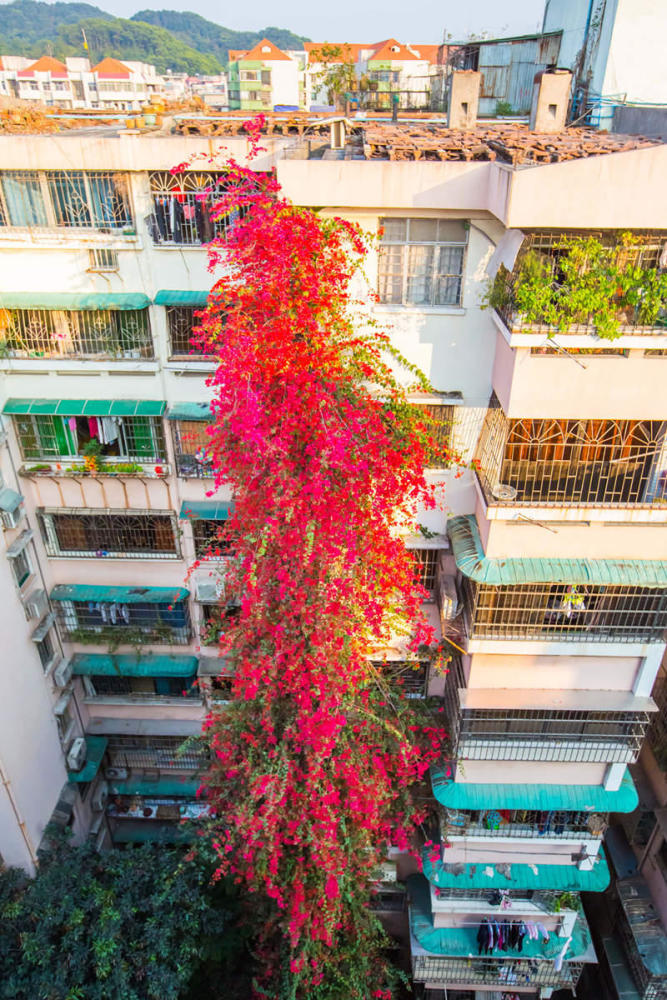 广州一棵簕杜鹃攀到9楼高 花开景象似&quot;瀑布&quot;(图)