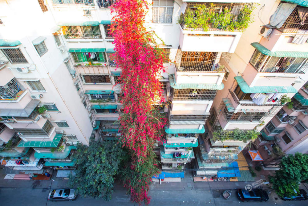 广州一棵簕杜鹃攀到9楼高 花开景象似&quot;瀑布&quot;(图)