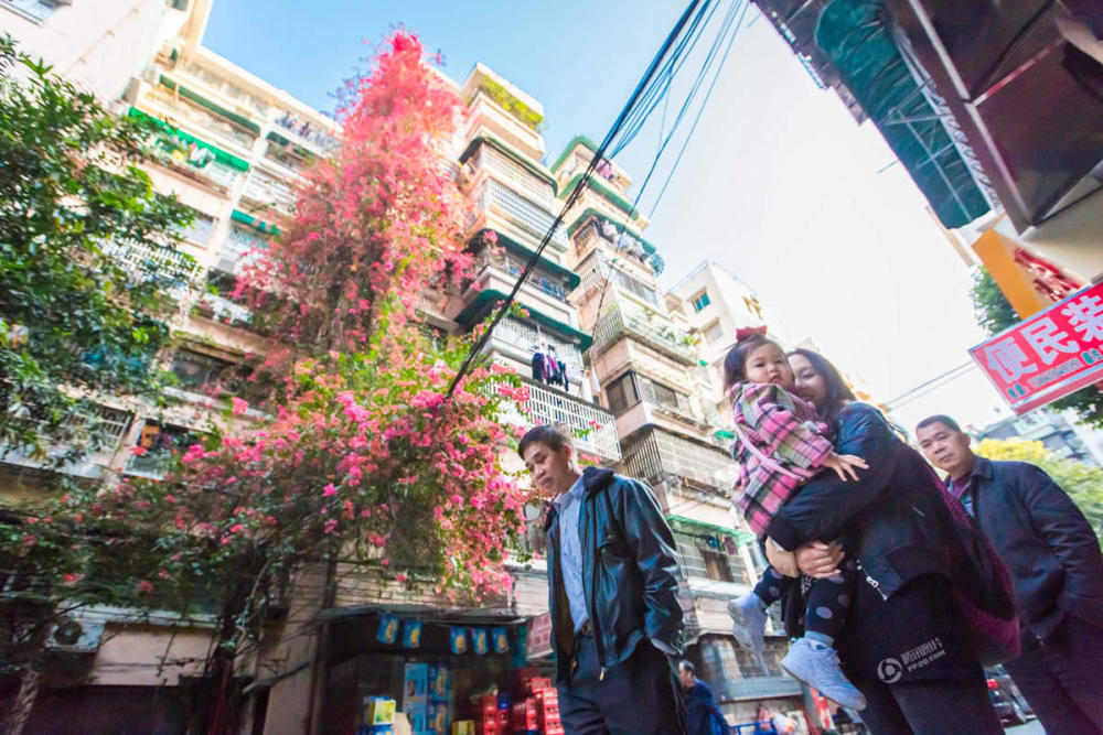广州一棵簕杜鹃攀到9楼高 花开景象似&quot;瀑布&quot;(图)