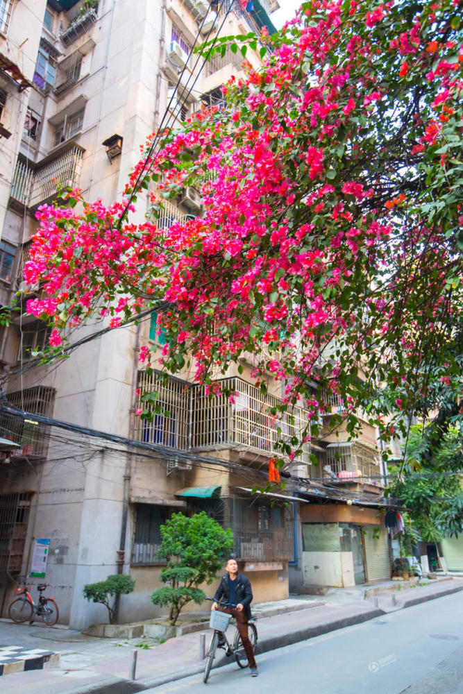 广州一棵簕杜鹃攀到9楼高 花开景象似&quot;瀑布&quot;(图)