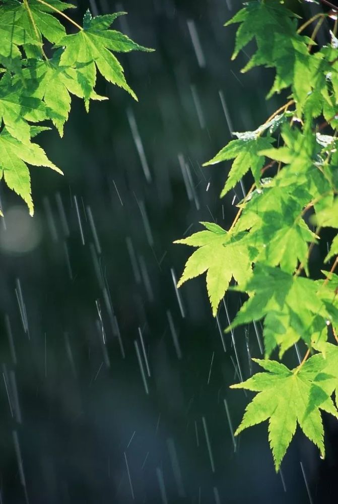 今日雨水,风雨送春归