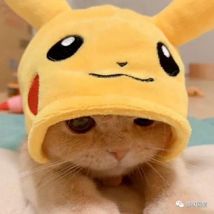 猫咪cosplay皮卡丘,太可爱了
