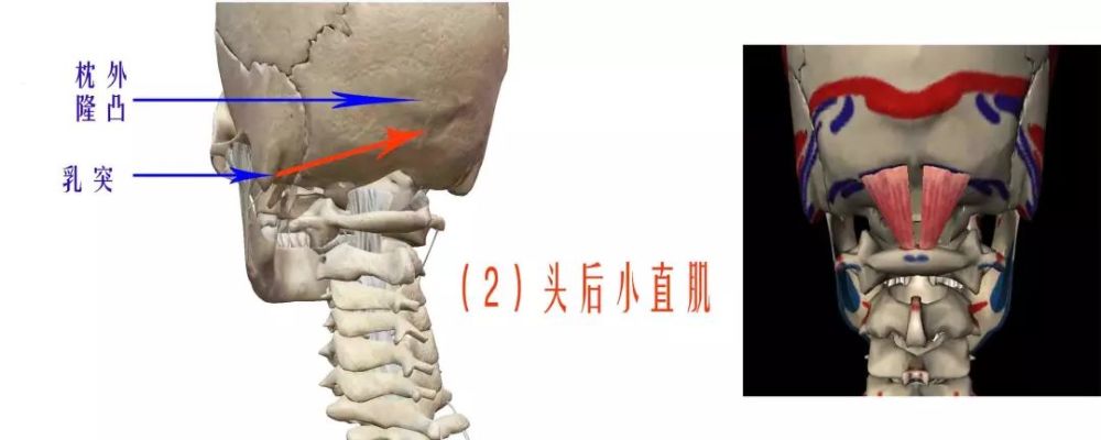 揉点牵抗,眼脊联动——居家放松背部和缓解视疲劳的方法