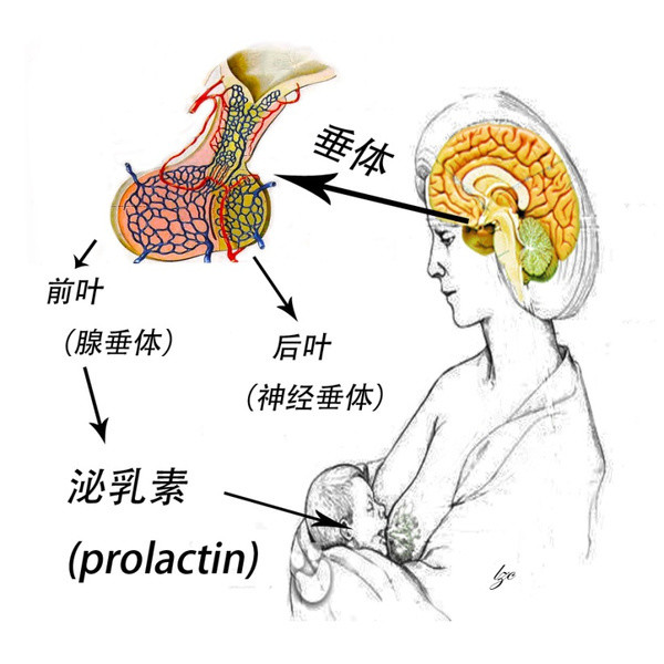 (二)垂体:包括腺垂体(垂体前叶)和神经垂体(垂体后叶)图四 下丘脑