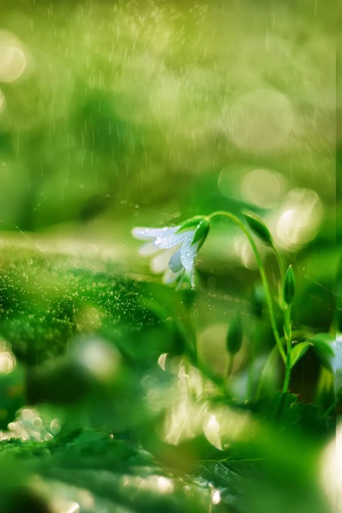 怀化电台星主播说节气今日雨水