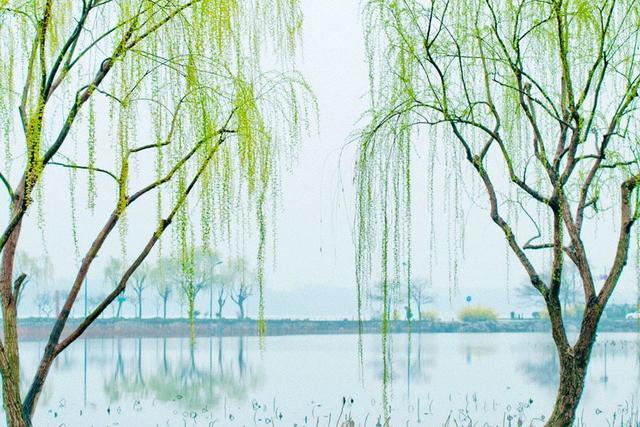 雨水:春风化雨,梦醒花开