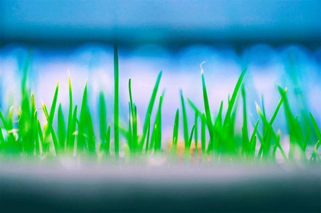 雨水:春风化雨,梦醒花开