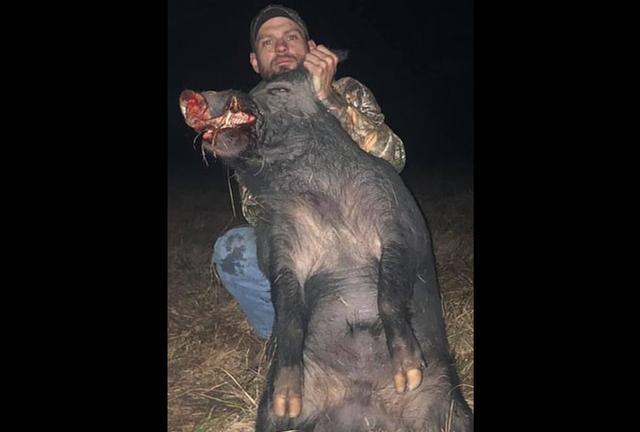 重达450斤巨型野猪被猎人近距离射杀身形健壮露出獠牙
