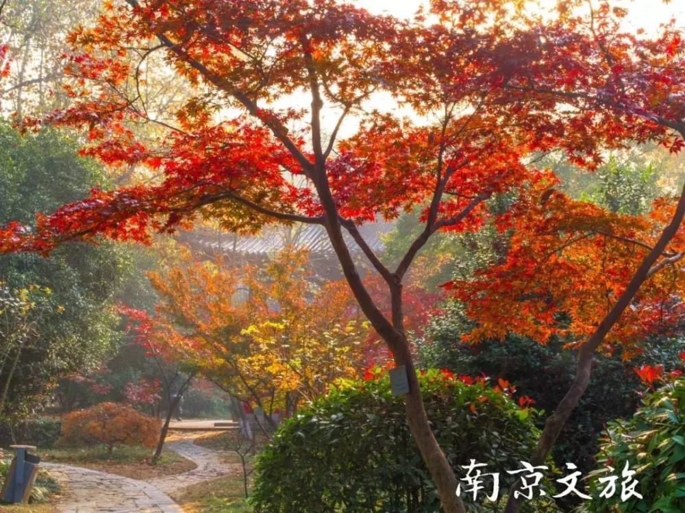 秋日,到栖霞山看漫山遍野的浪漫红枫