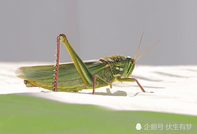 扑过去用手一捂…… 最不好逮的是一种黄绿色的蚂蚱,我们叫它"飞克狼"