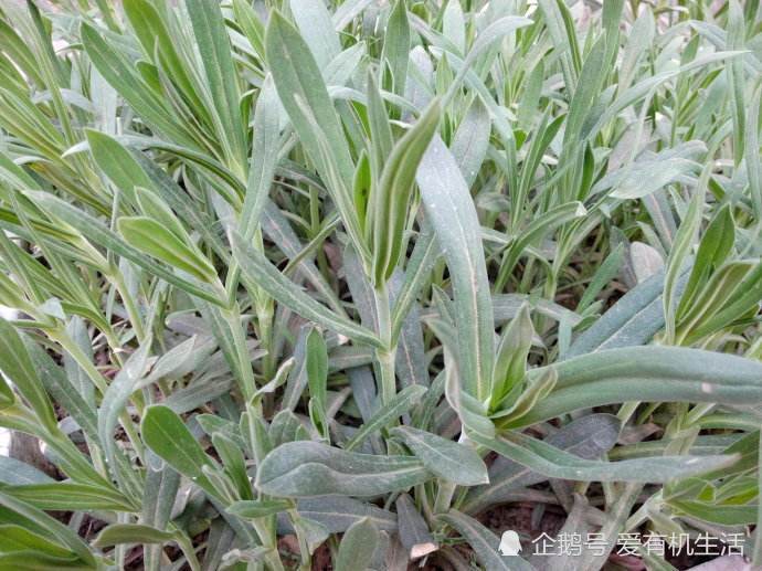 这野菜含有丰富的植物纤维素,可以有效清除体内毒素,排便效果好!