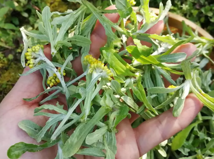 二月,这种野菜最当时,比艾叶还香,软化血管,咳嗽不咳了