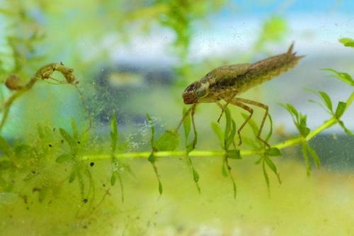 蜻蜓的幼虫——水虿