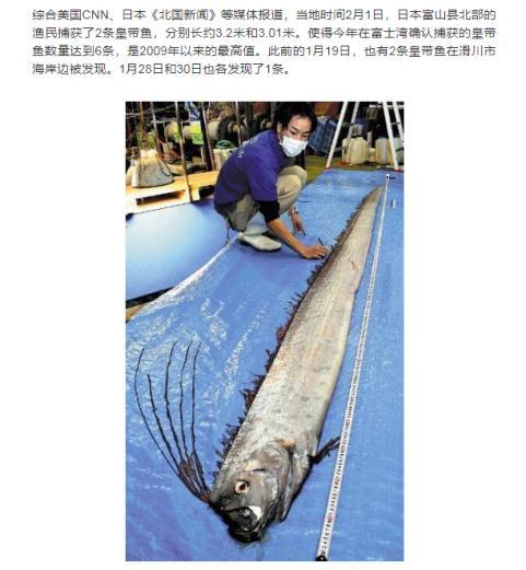 上了热搜的"勒氏皇带鱼"究竟是何方妖物?