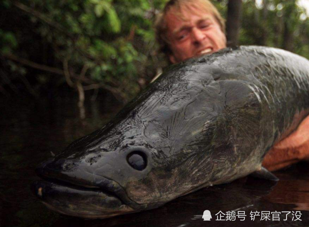 亚马逊河流的巨型生物,鳞片比金属还要坚硬,食人鱼也没有办法