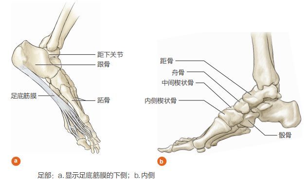 这片纤维组织从跖骨顶端到插入的跟骨(紧挨着跟腱)之间延伸.