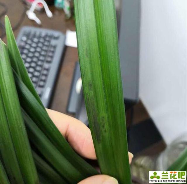 兰花叶冻伤是什么症状?该怎么办?