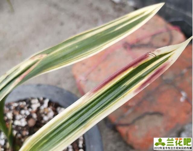 兰花叶冻伤是什么症状?该怎么办?图片