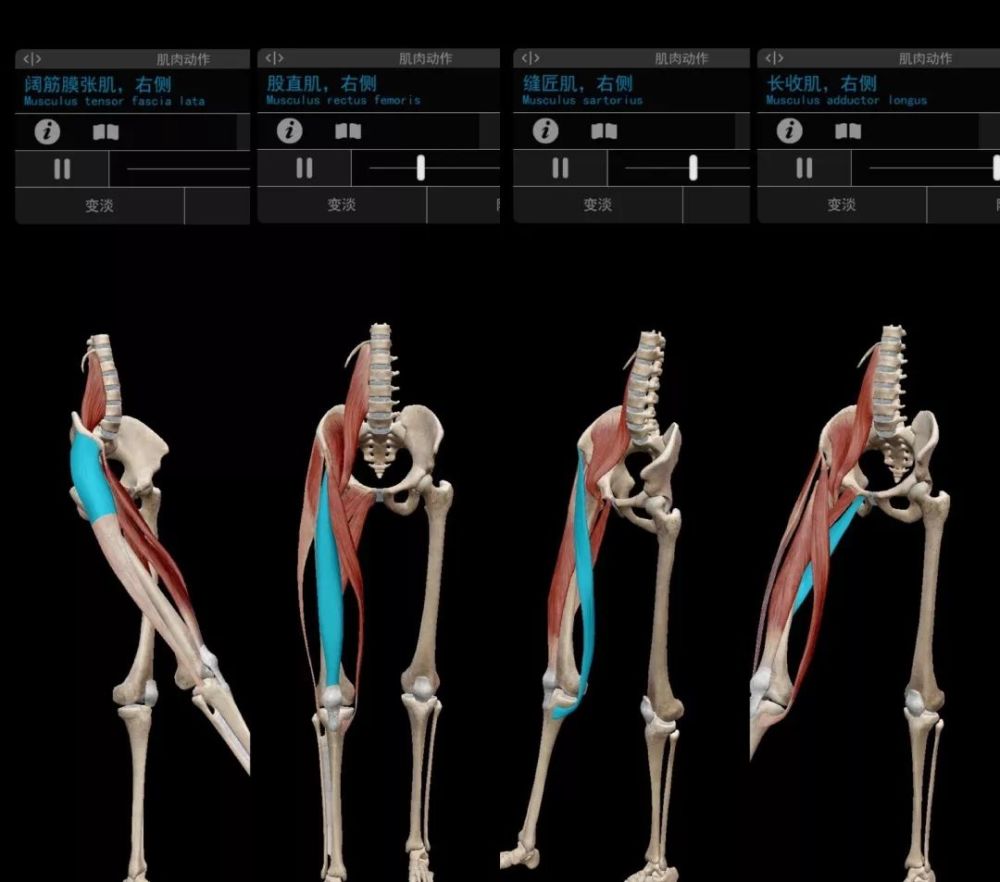 辅助屈髋肌群示意图所以,在髂腰肌无力的前提下,走路都会粗腿啊喂