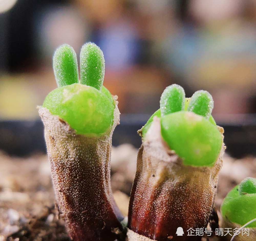 那个长得像小兔子的多肉植物碧光环,竟然后来还是那么