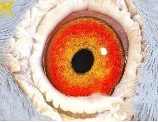 这种黄眼是鸽眼中最难配对的!