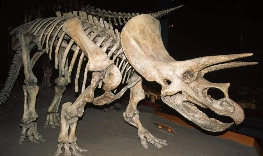 一只恐龙活了多久,可能它自己都不知道,科学家是如何判断的?