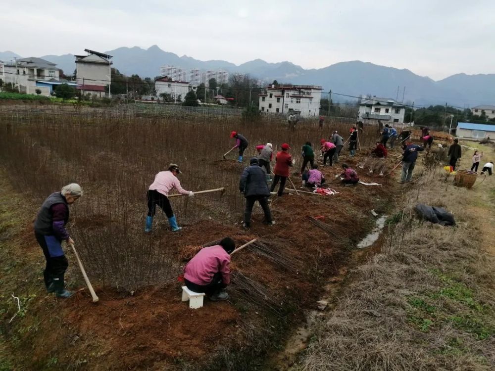 喜德县各乡镇人口2020年_喜德县公安局(2)