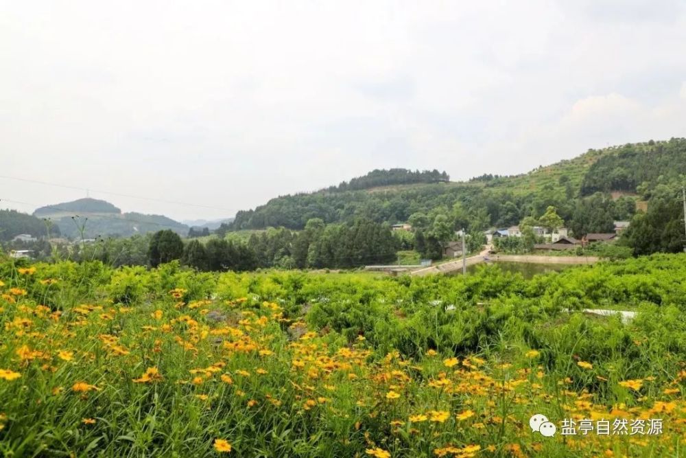 的景色最大的特点就是广阔天水村2胜利村还盛产盐亭特产"母猪壳"