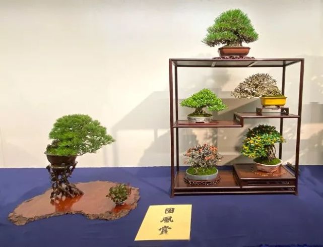 2020日本盆栽年度作品大赏