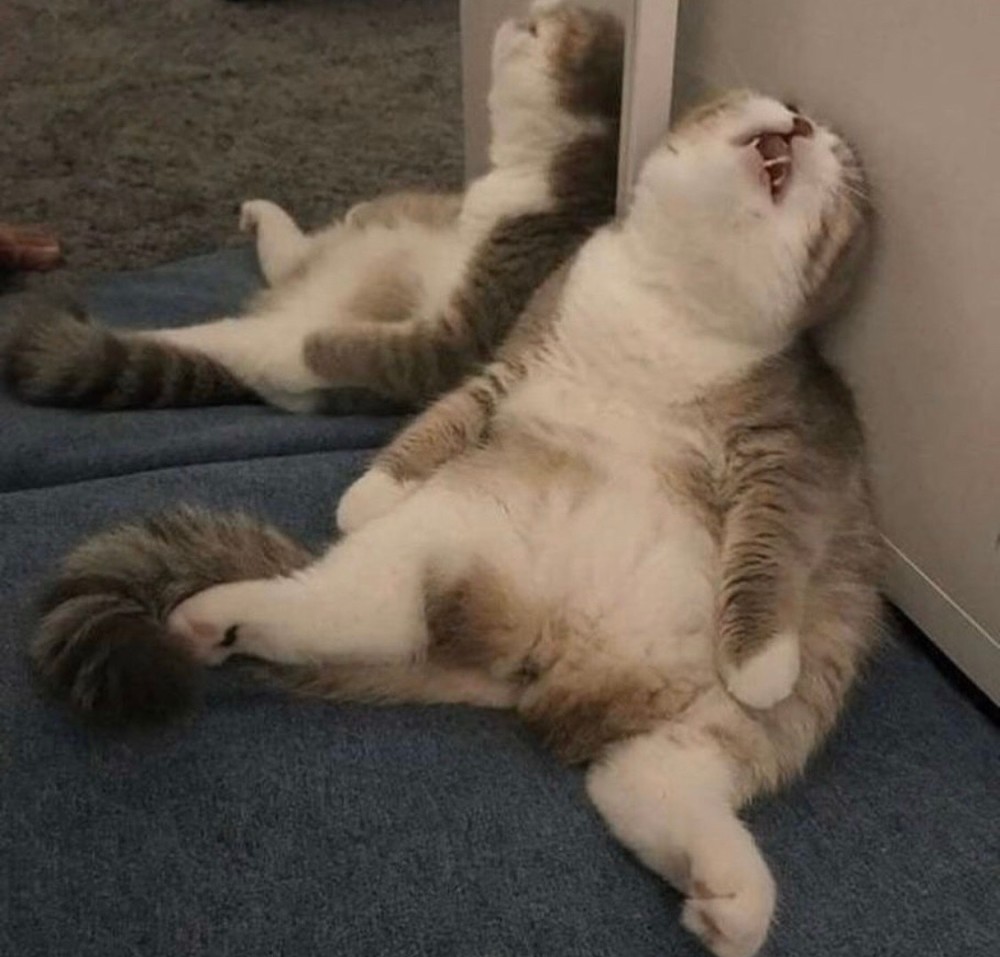 那猫代驾老总(3)
