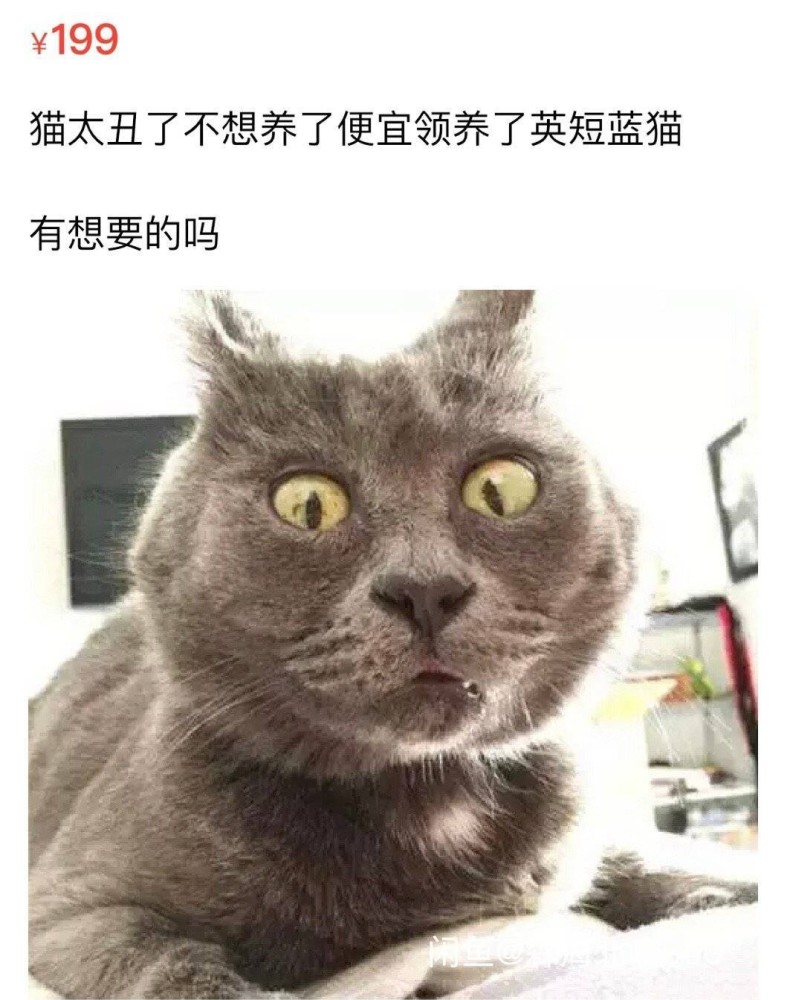 一只因为太丑,要被主人贱卖转让的蓝猫.