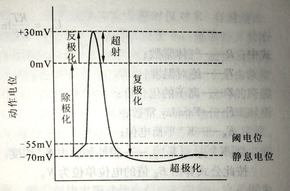 2,动作电位:当在某处施加刺激后,钠离子通道打开,钾离子通道关闭,钠