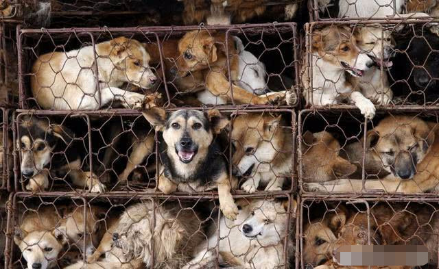 小区里物业捕杀流浪猫狗对吗?他们有这个权利吗?