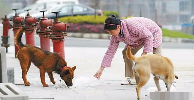 小区里物业捕杀流浪猫狗对吗?他们有这个权利吗?