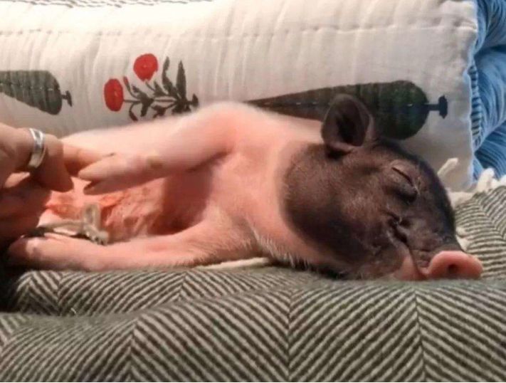 宅家前: 羡慕猪每天吃了睡,睡了吃