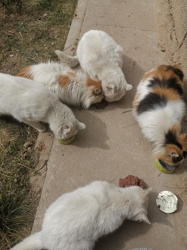 峨眉山上的流浪猫,靠来往游客和山上人家投食为生 与狗不同,擅长"飞檐