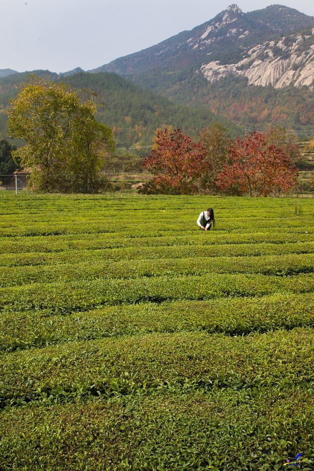 英山茶叶是中国十大名茶之一,总产量居湖北之首,是湖北也是全国重点产