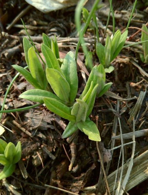 农村草地里常见的4种野菜,城里人以为是杂草,农民却当